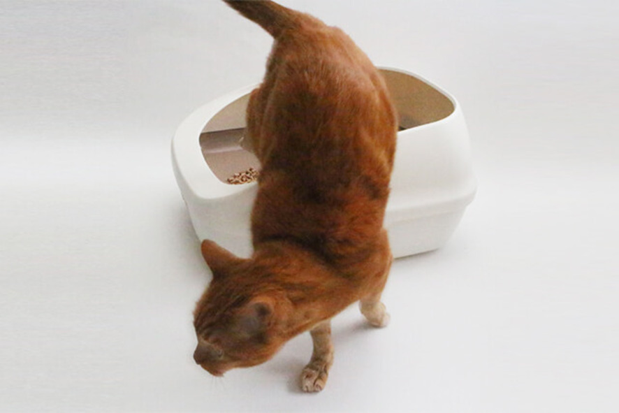 一ヶ月に必要な猫砂の量はどれくらい?(記事ページ)