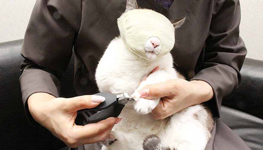目隠しをすると大人しくなる猫の習性を活用(商品ページ)