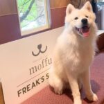 サモエドカフェ「moffu」、The Campとの共同企画で購買数前年比160%を達成！体験を起点とした新しいブランド価値向上モデルの事例