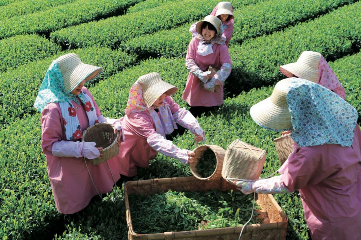 お茶摘みの様子