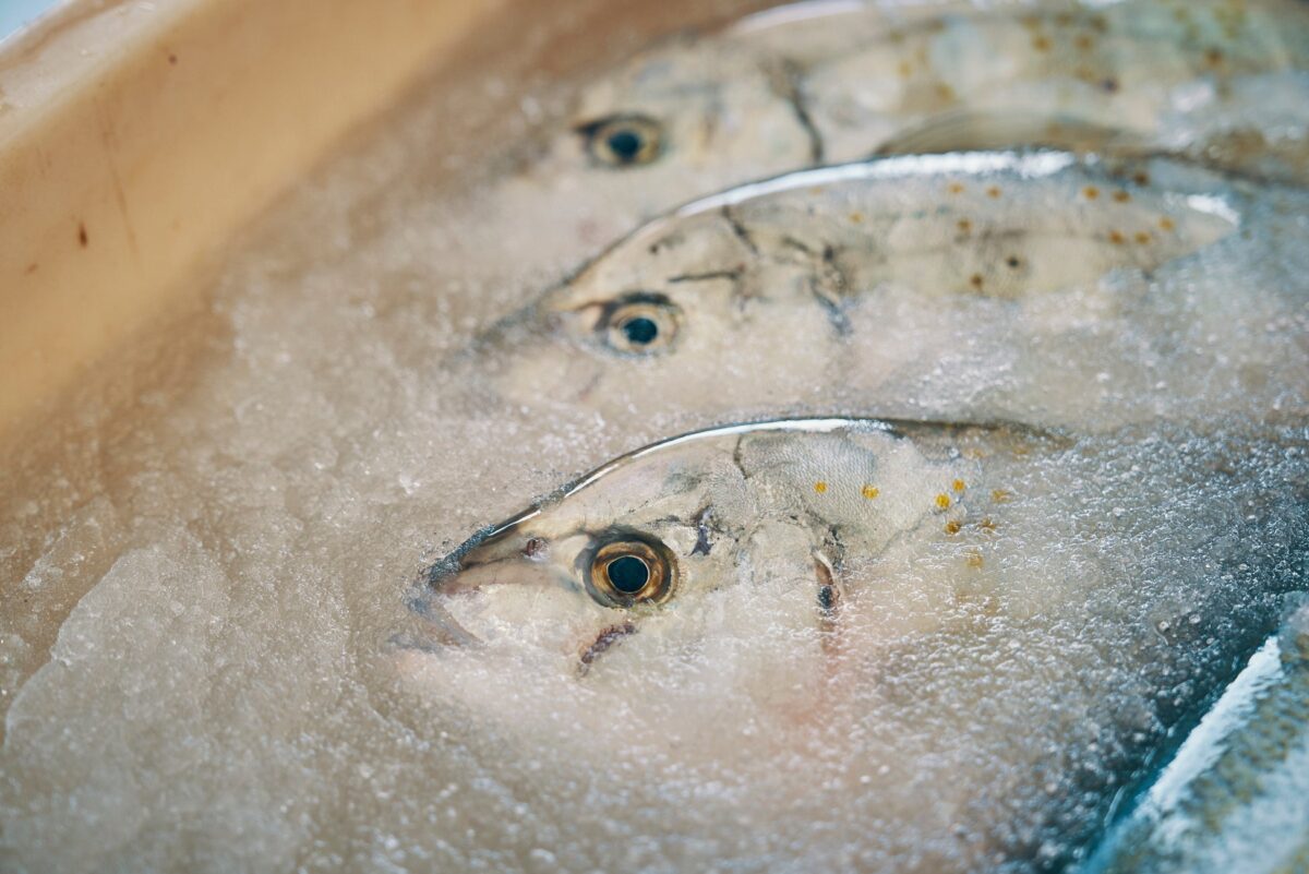 シャーベットアイスと魚