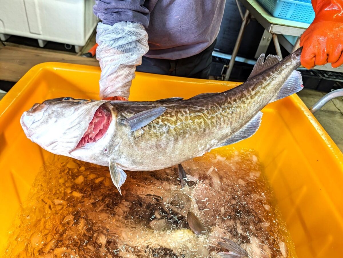 白糠漁港に揚がったマダラ。鮮度の良いものは魚体が金色に輝く。