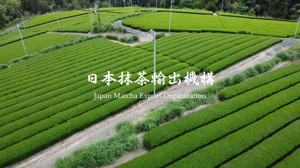 日本抹茶輸出機構が抹茶・碾茶の卸売・輸出サービスを本格始動、80社以上の生産者ネットワークで安定供給を実現