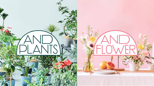 AND PLANTS、花事業を独立ブランド「AND FLOWER」として新展開開始